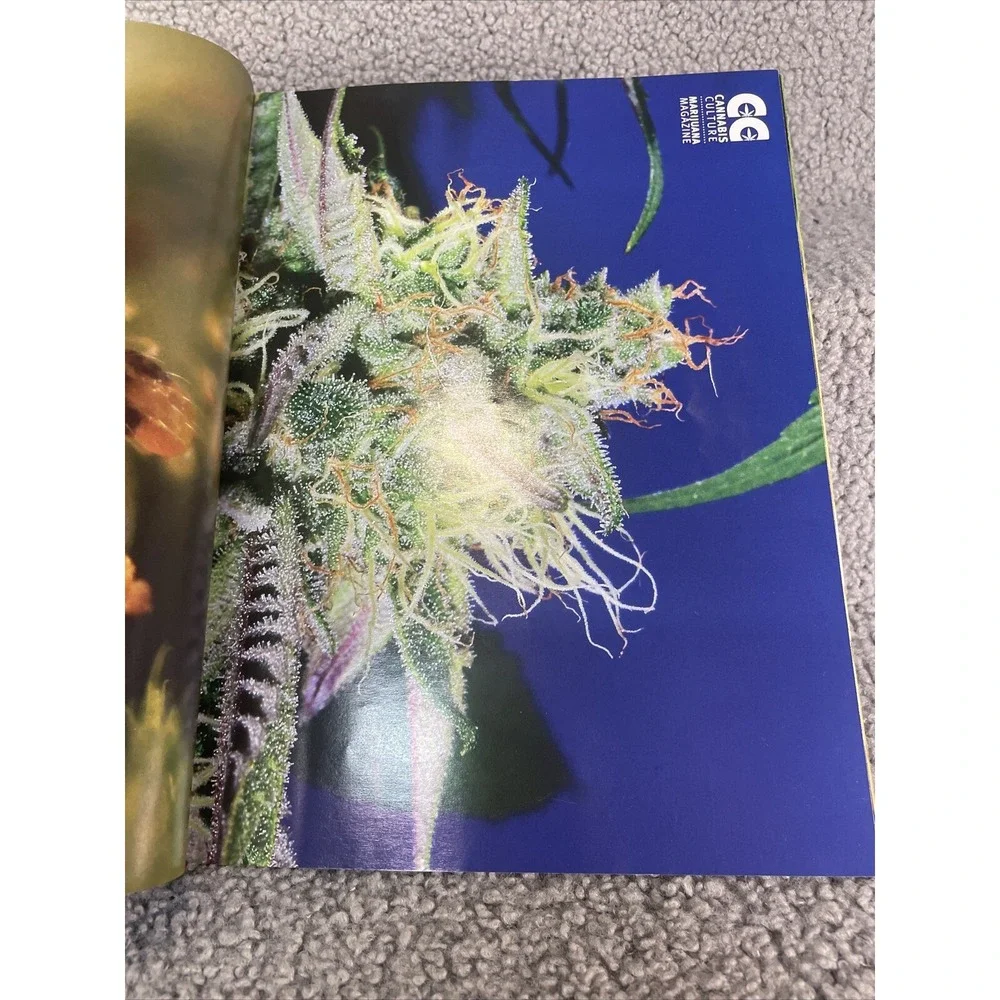 N/A cannabis culture
